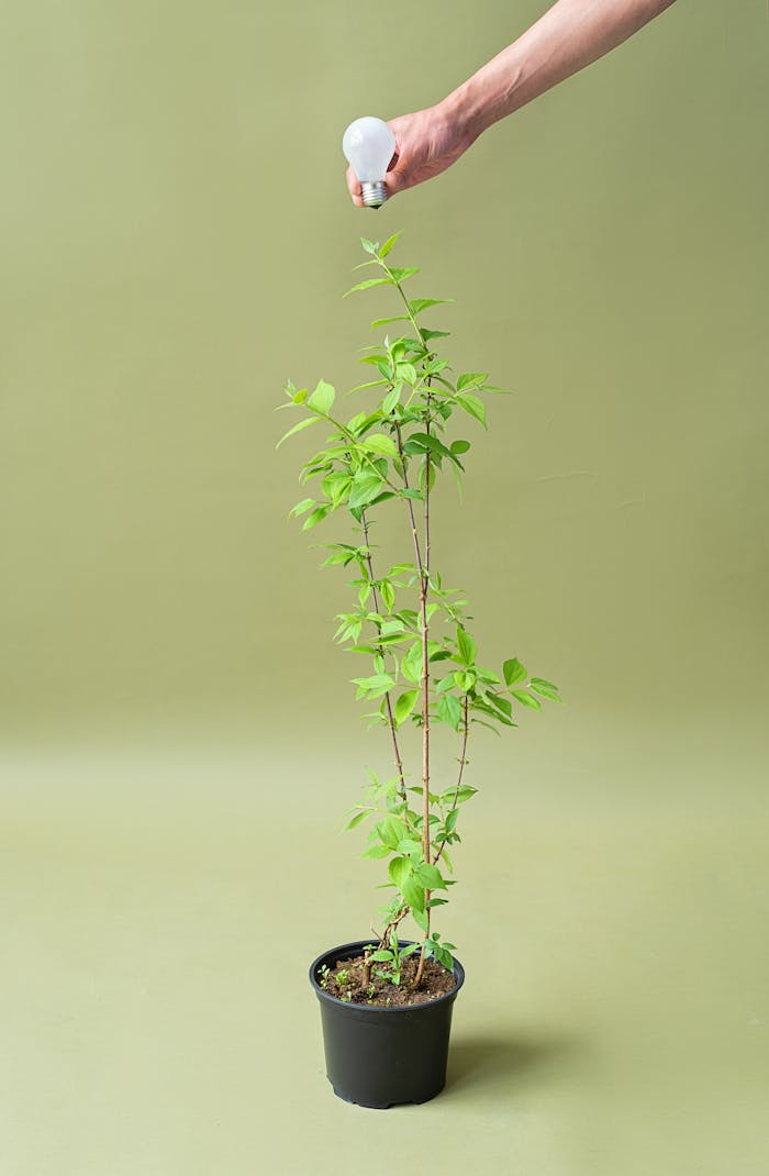 services-bg A hand holding a light bulb above a potted plant, symbolizing eco-conscious growth and sustainability.